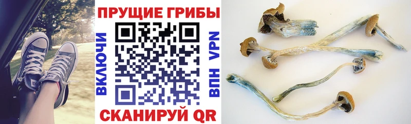 Псилоцибиновые грибы GOLDEN TEACHER  hydra вход  Юрга 